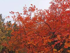 -香山公园