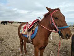 -青海湖国家重点风景名胜区