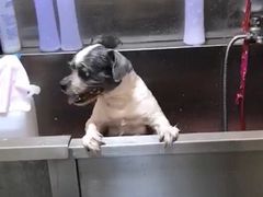 -创凡宠物医院·骨专科  猫科中心(西乡分院)