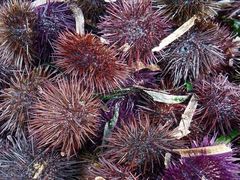 -海胆小馆(东北水饺·春柳店)