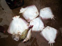 -尼甘布海鲜市场