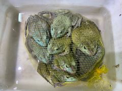 -惠兴潮州海鲜砂锅粥
