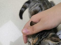 -爱侣·安琦尔宠物医院·中兽医针灸·心内科·狂犬免疫点(宝山区院)