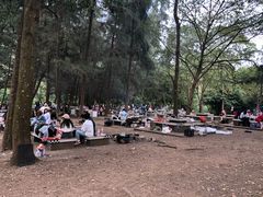 -南宁良凤江国家森林公园