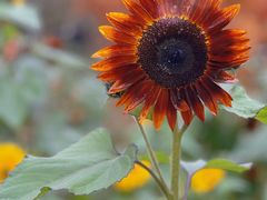 -花开海上生态园