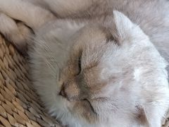 -猫猫幼稚园·撸猫·桌游·电玩