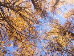 -塞罕坝国家级自然保护区