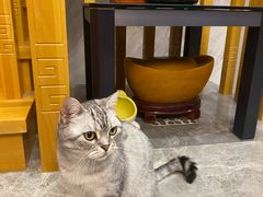 -牧马人宠物医院