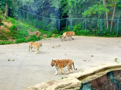 -大连森林动物园