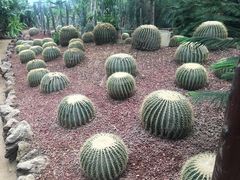 -呀路古热带植物园
