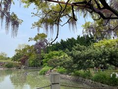 -嘉定紫藤园