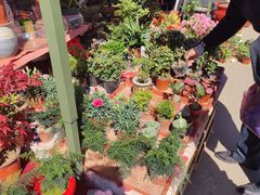 -中环花鸟鱼虫市场