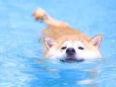 -汪说喵讲宠物乐园宠物酒店(红星美凯龙店)