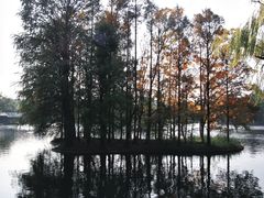 -上海共青森林公园