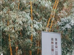 -阳台山森林公园