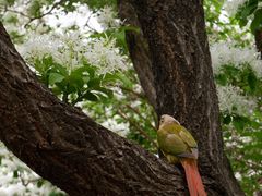 -国家植物园南园