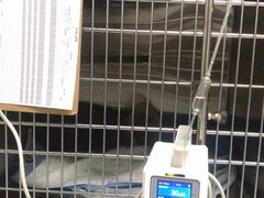 -艾贝尔宠物医院·24H转诊中心·肿瘤猫专科(江宁双龙店)