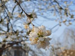 -桃花堤公园