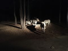 -清迈夜间动物园