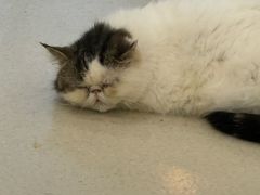 -共舞时光猫咖·狗咖(新街口店)