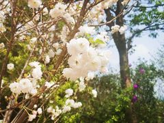 -天适樱花悠乐园