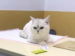 -美联众合动物医院(·中兽医·疑难杂症·严家桥分院)