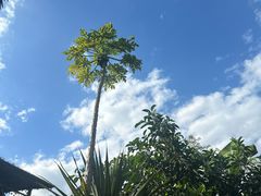 -海南槟榔谷黎苗文化旅游区