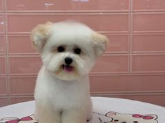-FAELING PETS美天灵宠物(合生汇店)