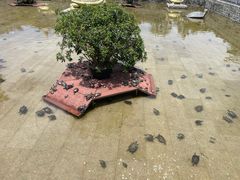 -深圳仙湖植物园