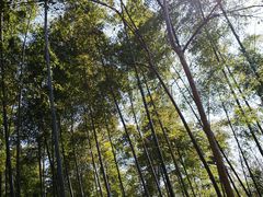 -上海佘山国家森林公园天马山园