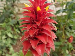 -中国科学院西双版纳热带植物园