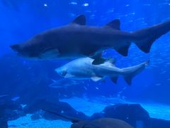 -海合安成都极地海洋公园
