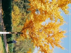 -长白岛森林公园