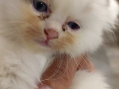 -楼上猫咖(罗湖店)