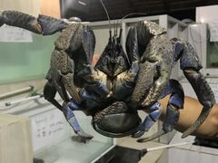 -海盗餐厅