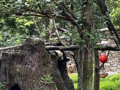 -卧龙中华大熊猫苑神树坪基地