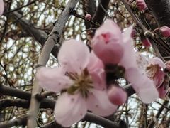 -桃花堤公园