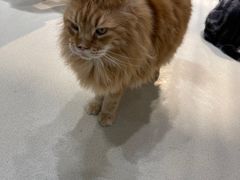 -藏猫猫咖啡主题馆(中央大道店)