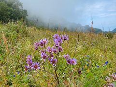 -白草畔自然风景区