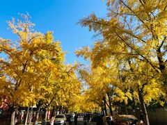 -三里屯东五街银杏大道