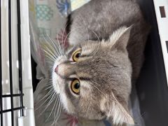 -艾贝尔宠物医院·24H转诊中心·肿瘤猫专科(江宁双龙店)