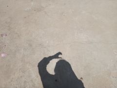 -九毛九西北菜(大东海店)