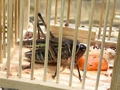 -上海昆虫博物馆