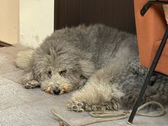 -沏点Trattoria意大利餐厅(新街口店)