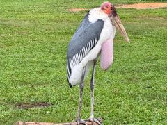-麒麟中餐厅·经典粤菜·地道菜式老字号(广州长隆酒店)