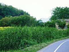 -良渚古城遗址公园