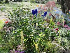 -上海共青森林公园