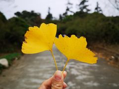 -广州市流溪河国家森林公园