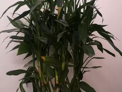 -儒之堂足道·SPA·推拿(莫干山路店)
