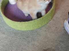 -泰国佛·塔罗·泰牌狐仙古曼